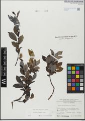 Foto von Salix glabra Scop.